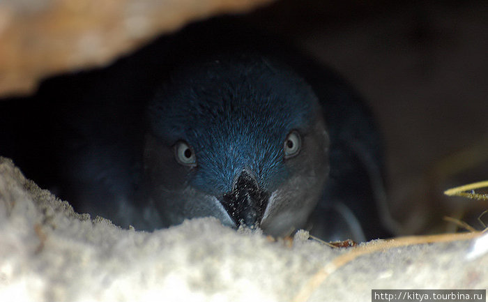 Колония голубых пингвинов Оамару / Oamaru Blue Penguin Colony