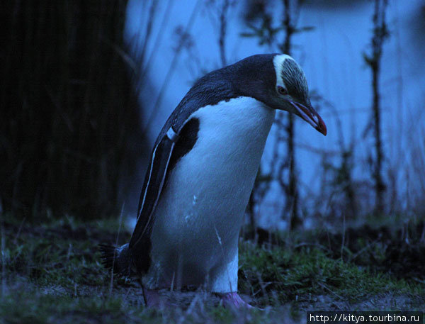 Пингвины Данидин, Новая Зеландия
