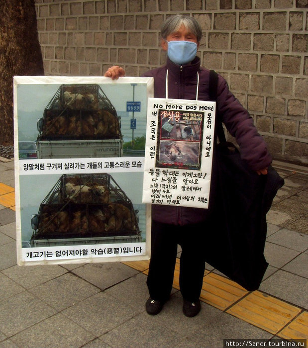 Агитация против употребления собачьего мяса в пищу. Автор фото: Дмитрий Статинов. Сеул, Республика Корея