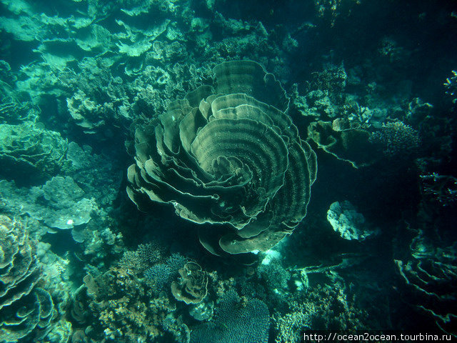Мы много где в мире сноркелились, но на наш взгляд, кораллы в Coral Bay — самые большие и красивые из тех, что мы видели в жизни. Штат Западная Австралия, Австралия