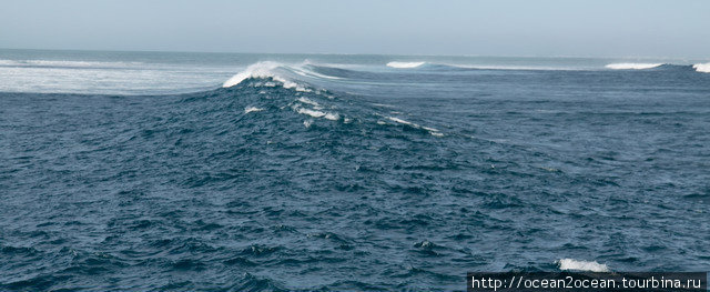 Вышли за риф в открытый океан. Именно здесь, где глубины 30-40 метров, плавают китовые акулы. Штат Западная Австралия, Австралия