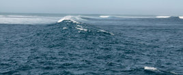 Вышли за риф в открытый океан. Именно здесь, где глубины 30-40 метров, плавают китовые акулы.