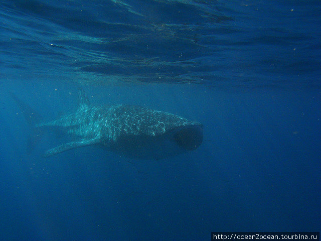 За все погружения мы увидели и поплавали с 4-мя разными китовыми акулами! Штат Западная Австралия, Австралия