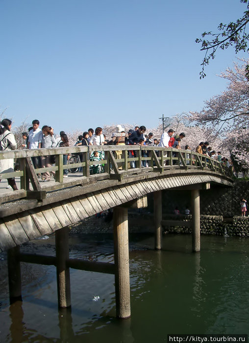 Сакуры на Арасияме Киото, Япония