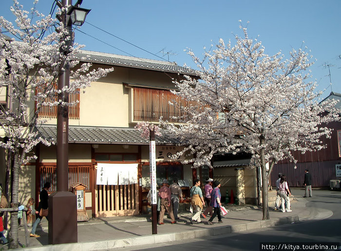 На улицах сакуры тоже цветут... Киото, Япония