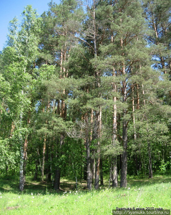 По правую сторону от дороги шумел красивый сосновый лес. Тульская область, Россия