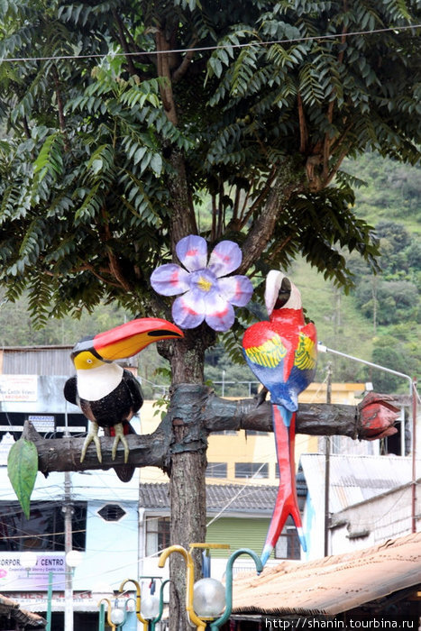 Попугаи Баньос, Эквадор