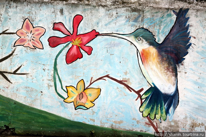 Колибри Баньос, Эквадор