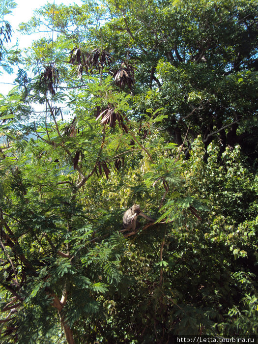 Обезьянка на дереве Остров Ломбок, Индонезия