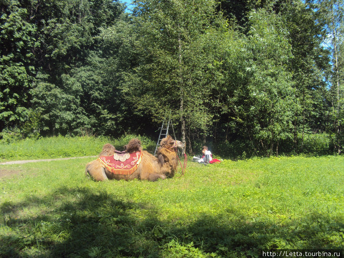 Верблюд в Подмосковном лесу Архангельское, Россия