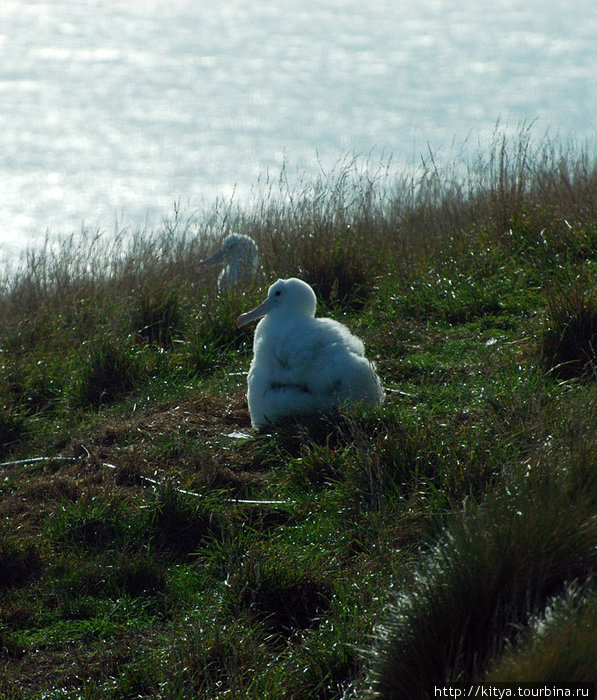 Птенцы альбатроса Данидин, Новая Зеландия