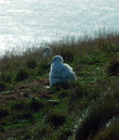 Птенцы альбатроса