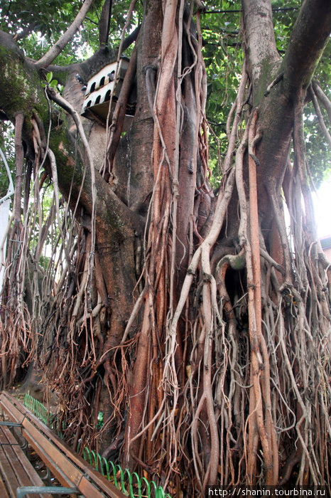 Дерево в городском парке Медельин, Колумбия