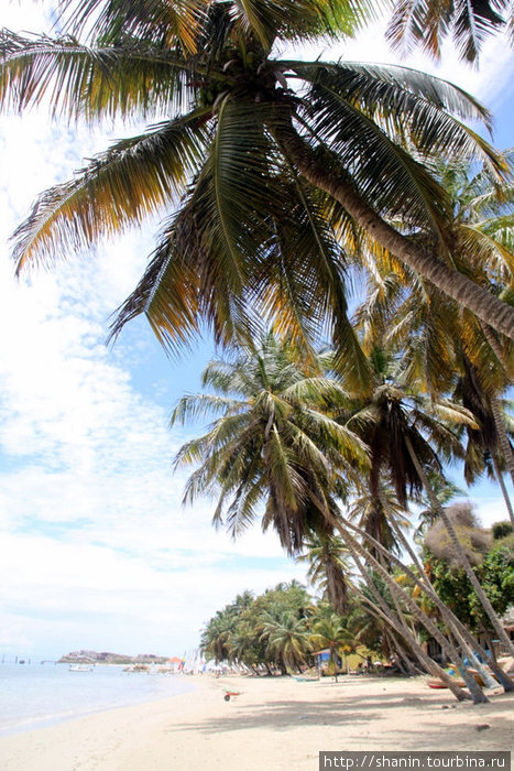 Пальмы на берегу моря Пампатар, Венесуэла