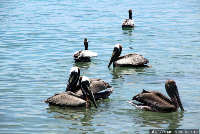 Группа пеликанов