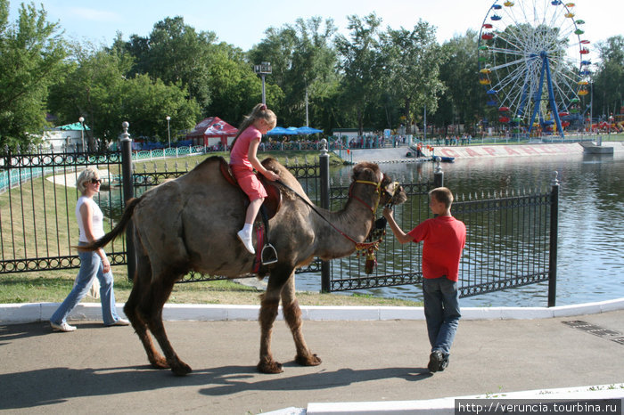 В честь праздника детей катали на конях и верблюдах. Саранск, Россия
