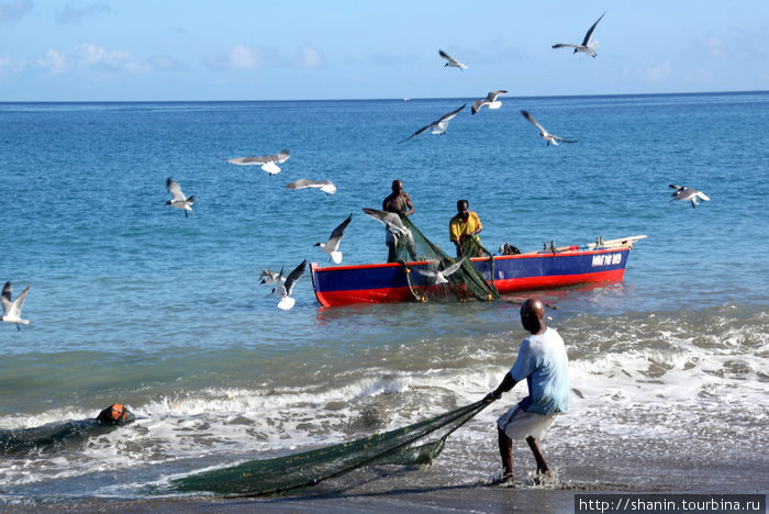 И с лодки, и с берега тянут сети Гояве, Гренада