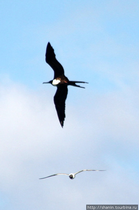 Две чайки Гояве, Гренада