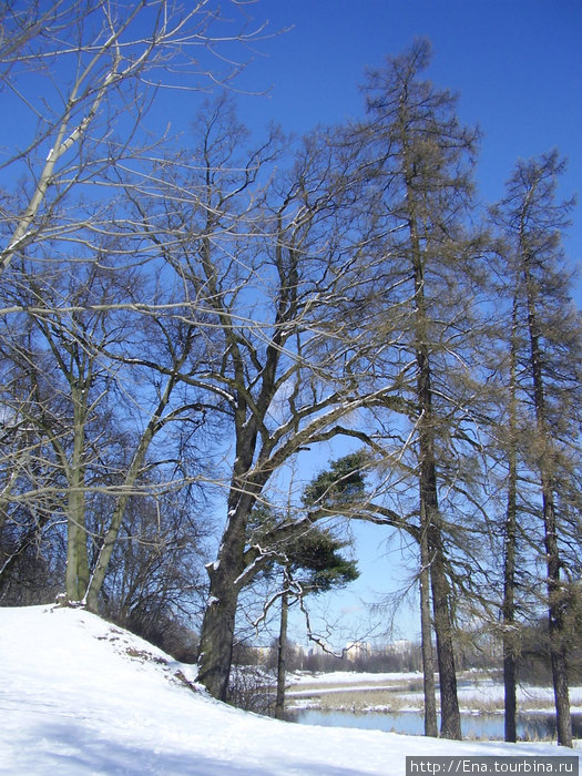 Обручальный дуб. Лощицкий парк Минск, Беларусь