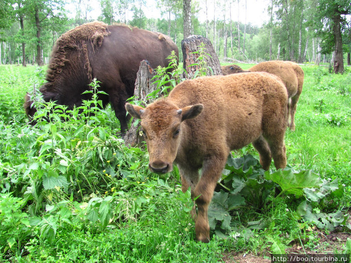 маленькие ягнята-бизонята, как и все малыши, любопытны Приокско-Террасный Биосферный Заповедник, Россия