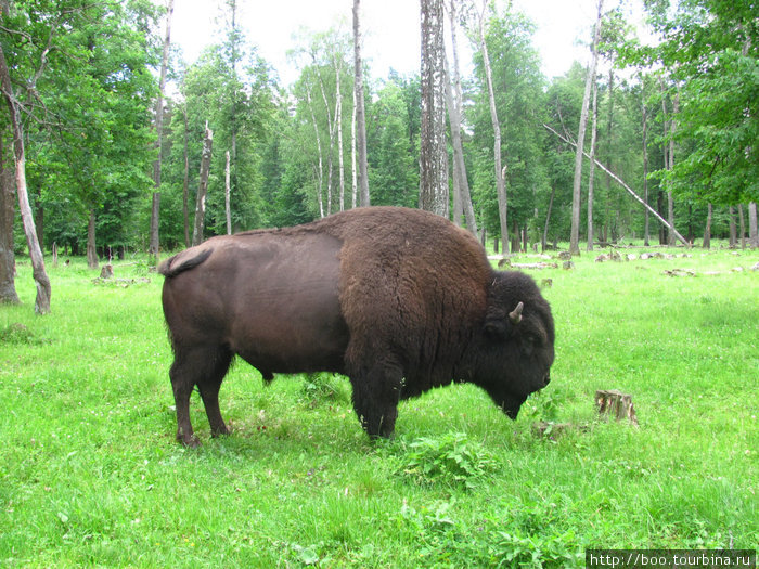 в питомнике так же живут и бизоны (естественно в своем отдельном загоне). этот бизон весит 1 тонну Приокско-Террасный Биосферный Заповедник, Россия