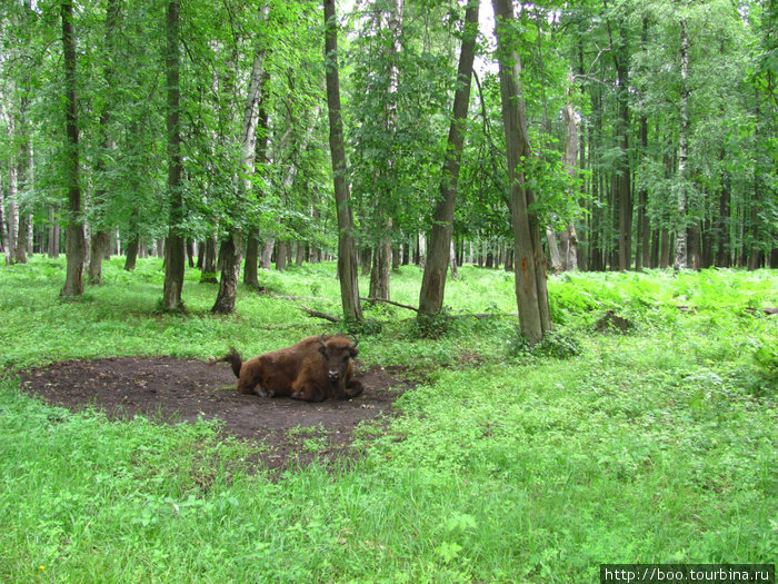 любимые места для отдыха выделяются на фоне ярко-зелёной травы Приокско-Террасный Биосферный Заповедник, Россия