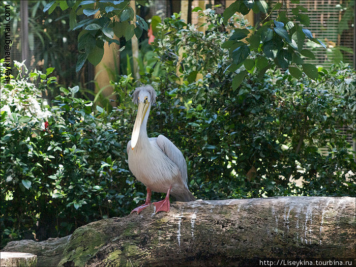 лохматый пеликан Бали, Индонезия