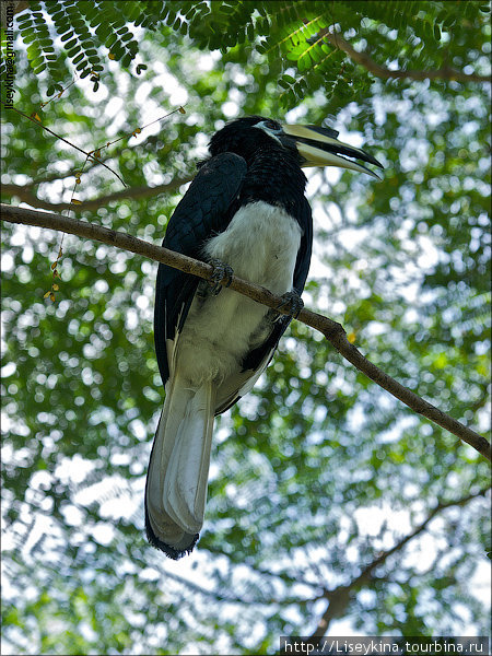 Hornbill Бали, Индонезия