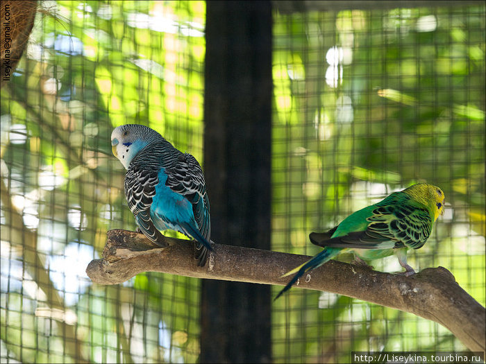 Bali Bird Park Бали, Индонезия