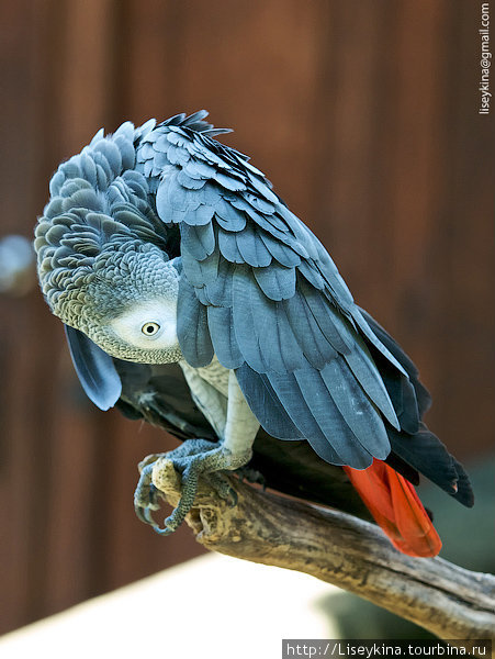 Африканский серый попугай Бали, Индонезия
