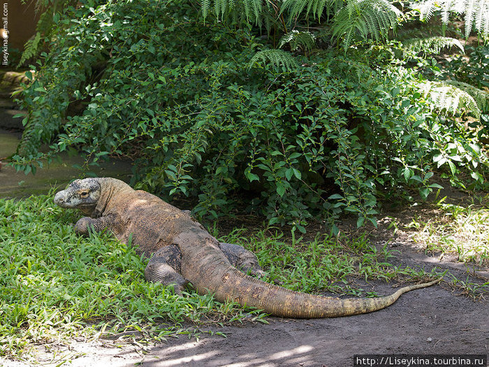 Комодский дракон (аборигены называют его наземный крокодил), самая крупная ящерица. Живет в норах, ядовит Бали, Индонезия