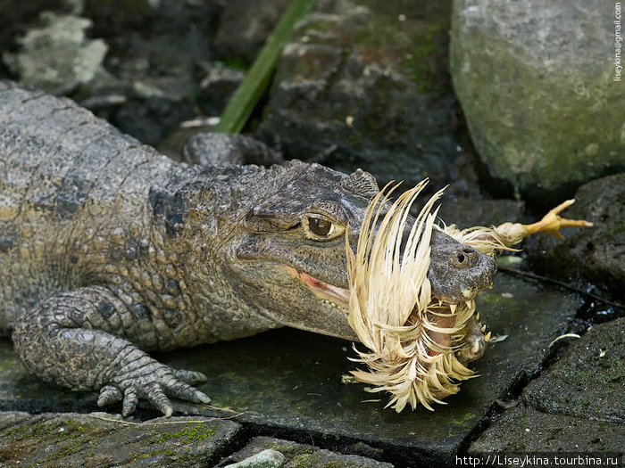 обед крокодила Бали, Индонезия
