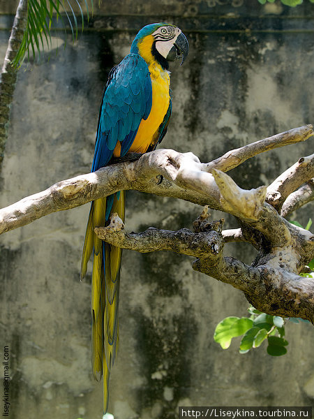 Bali Bird Park Бали, Индонезия