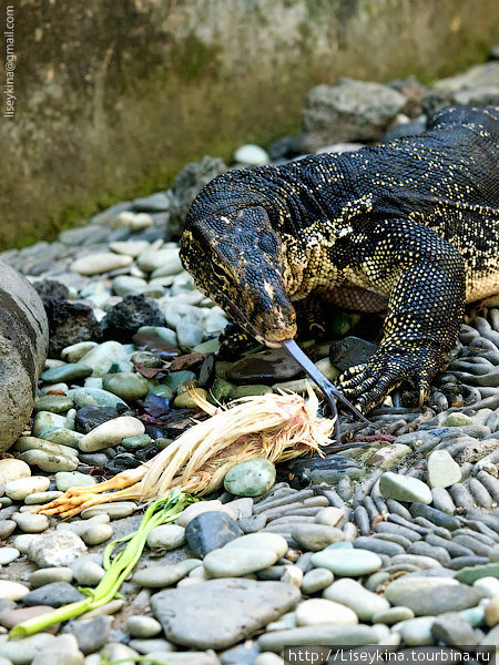 то, что не доел крокодил достается варану Бали, Индонезия