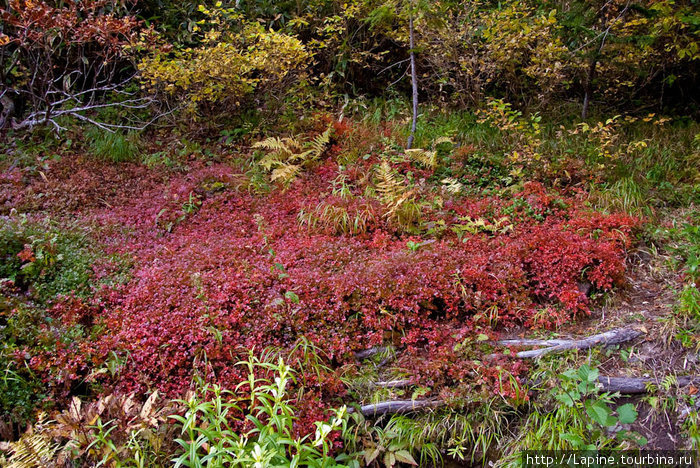Окрестности Соункё Онсэн Национальный парк Дайсецудзан, Япония