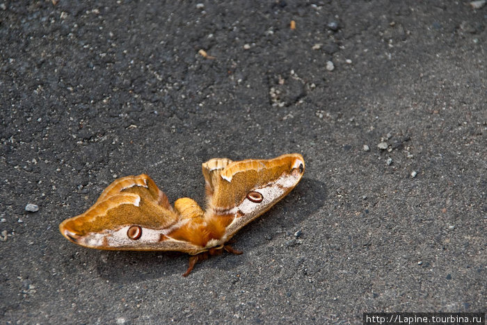 Гигантская бабочка уснула... Национальный парк Дайсецудзан, Япония