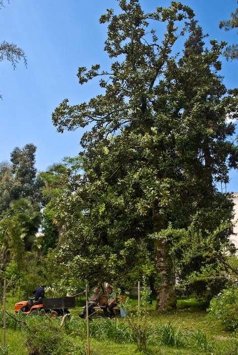 Сухумский ботанический сад