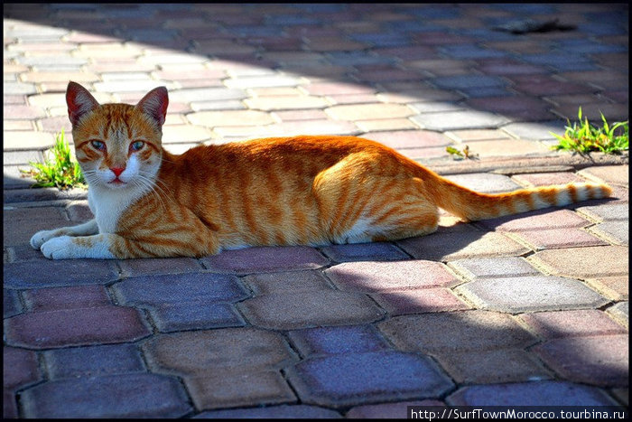 Марокканский кот Агадир, Марокко