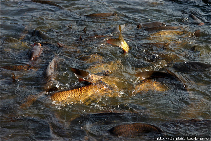 Столько рыбы в открытом водоёме я ещё не видел. Штат Химачал-Прадеш, Индия