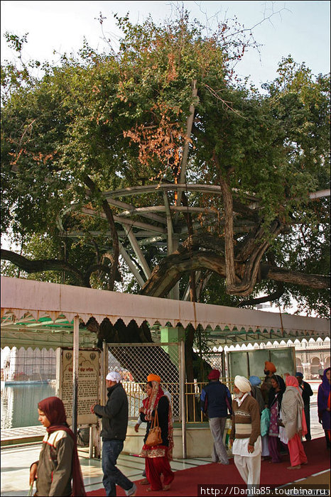 Священное дерево. Амритсар, Индия