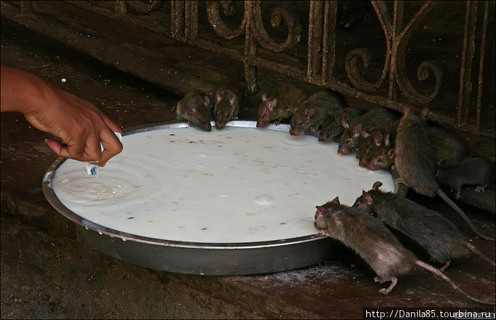 Карни Мата или храм крыс Дешнок, Индия