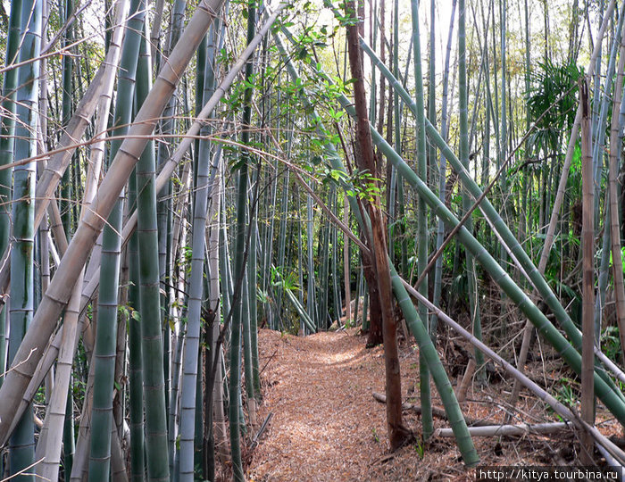 Дикая бамбуковая роща на острове Мукаидзима. Ономити, Япония