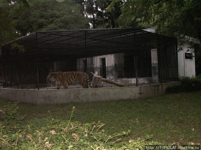 Бенгальский тигр не спит.Рядом находиться клетка с уссурийским тигром и они патрулируют свою территорию в разных клетках, слегка подавая голос. Гуанчжоу, Китай