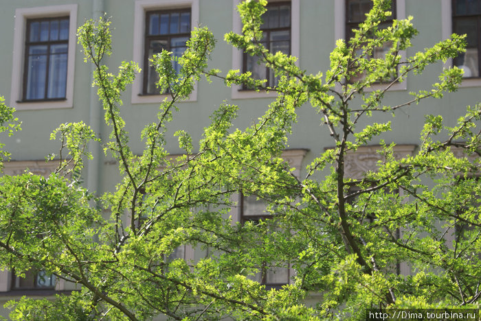 Дом на Чкаловском проспекте. Зелёный, как листва. Санкт-Петербург, Россия