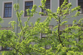 Дом на Чкаловском проспекте. Зелёный, как листва.