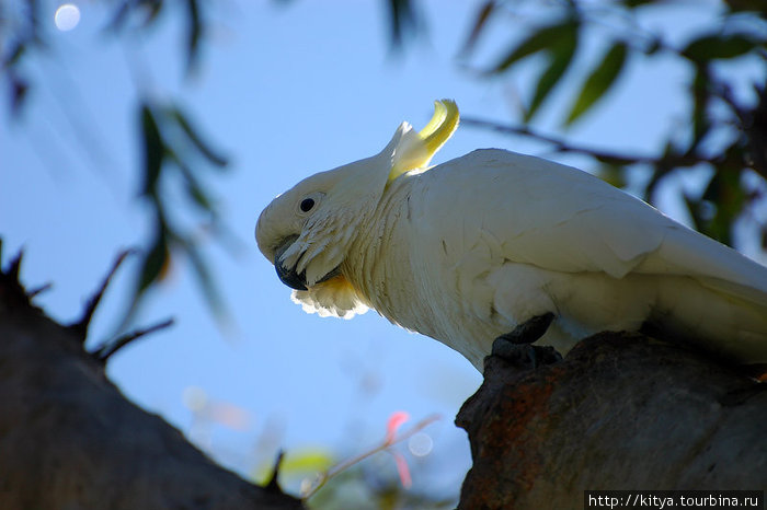 Попугаи какаду в ботаническом саду Сидней, Австралия