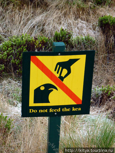 Кеа не кормить Те-Анау, Новая Зеландия