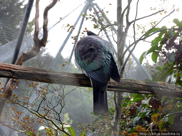 Новозеландский голубь Те-Анау, Новая Зеландия