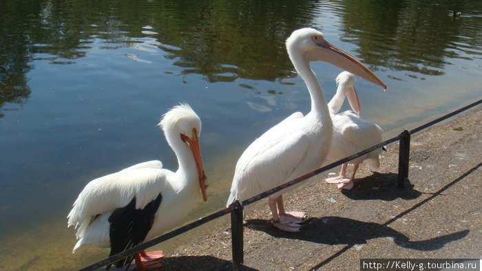 Русские пеликаны Лондон, Великобритания