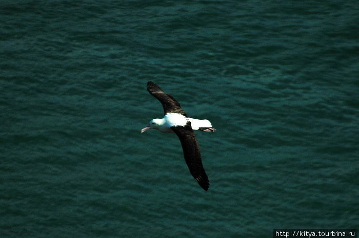 Колония королевских альбатросов Данидин, Новая Зеландия